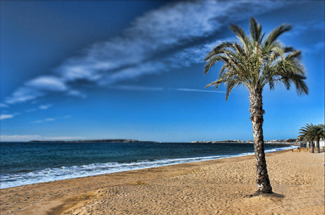 Palm auf dem Französisch Riviera Cannes foto