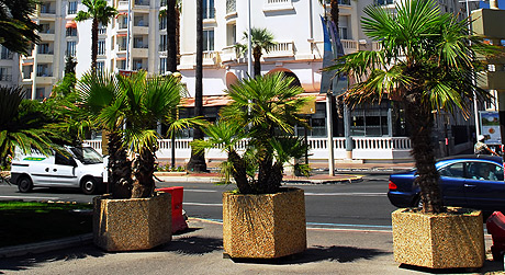 Palms an der Croisette Küste von Cannes foto