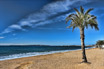 Palm Auf Dem Französisch Riviera Cannes