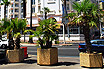 Palms An Der Croisette Küste Von Cannes