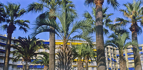 Palms and apartments in Cannes photo