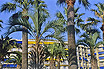 Palms And Apartments In Cannes