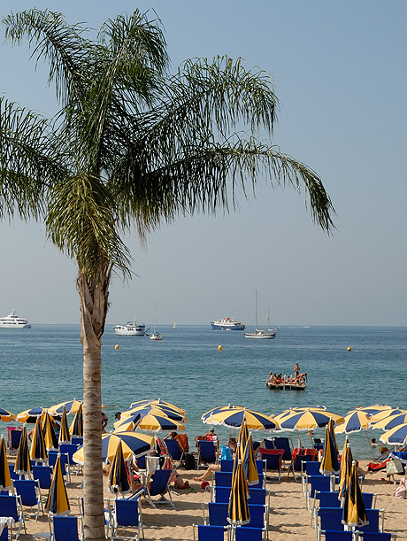 Palmier pe plaja din cannes riviera franceza foto